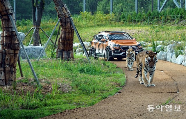 8일 경북 봉화군 국립백두대간수목원 호랑이 숲에서 백두산호랑이 두 마리가 산책을 하고 있다. 박광일 기자 light1@donga.com