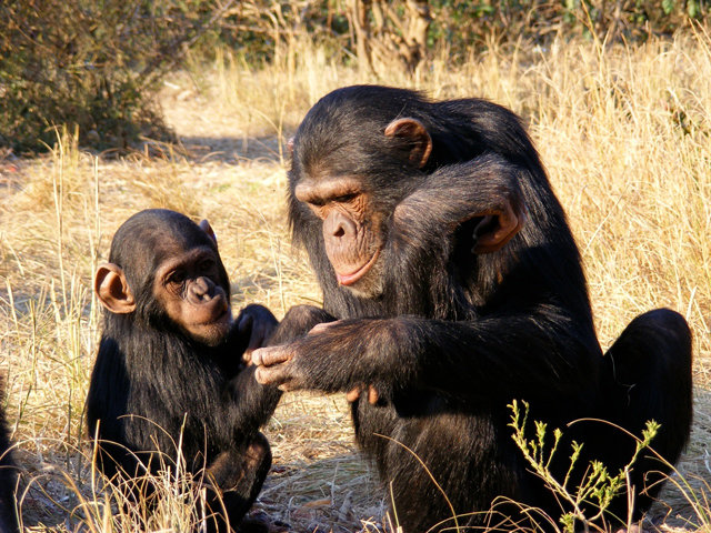 침팬지는 인간과 마찬가지로 표정과 몸짓 외에 언어를 사용해 소통한다. 막스플랑크연구소 제공