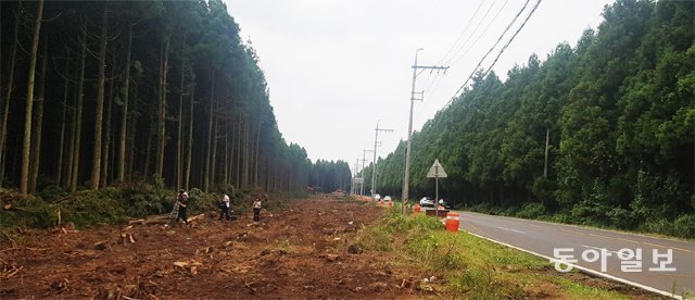 제주시 구좌읍 비자림로 확장공사 현장. 도로를 넓히기 위해 삼나무를 베어내는 공사를 하다가 중단됐다. 성산읍 지역주민들은 생존권을 주장하면서 공사중단에 항의하는 반면 시민사회단체 등은 공사 백지화를 요구하고 있다. 임재영 기자 jy788@donga.com
