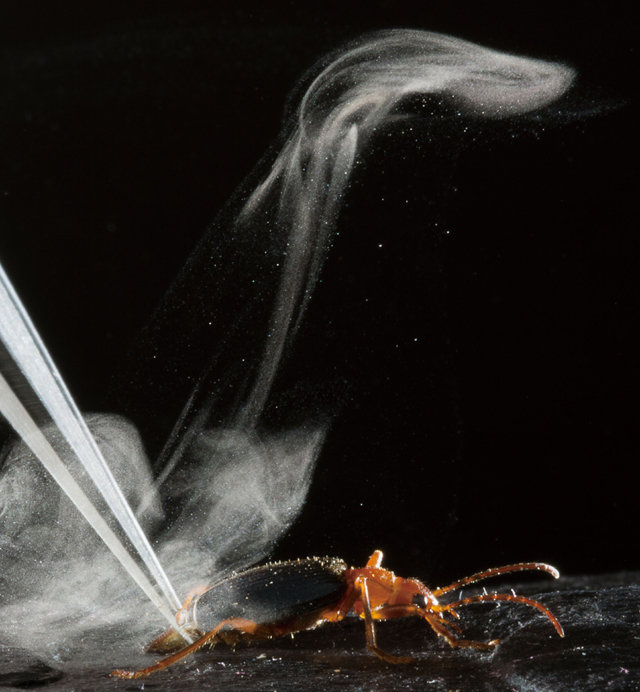 폭탄먼지벌레는 위협을 느낀 순간 꽁무니에서 유독물질인 벤조퀴논과 100도 이상의 뜨거운 수증기를 뿜어낸다. Charles Hedgcock 제공