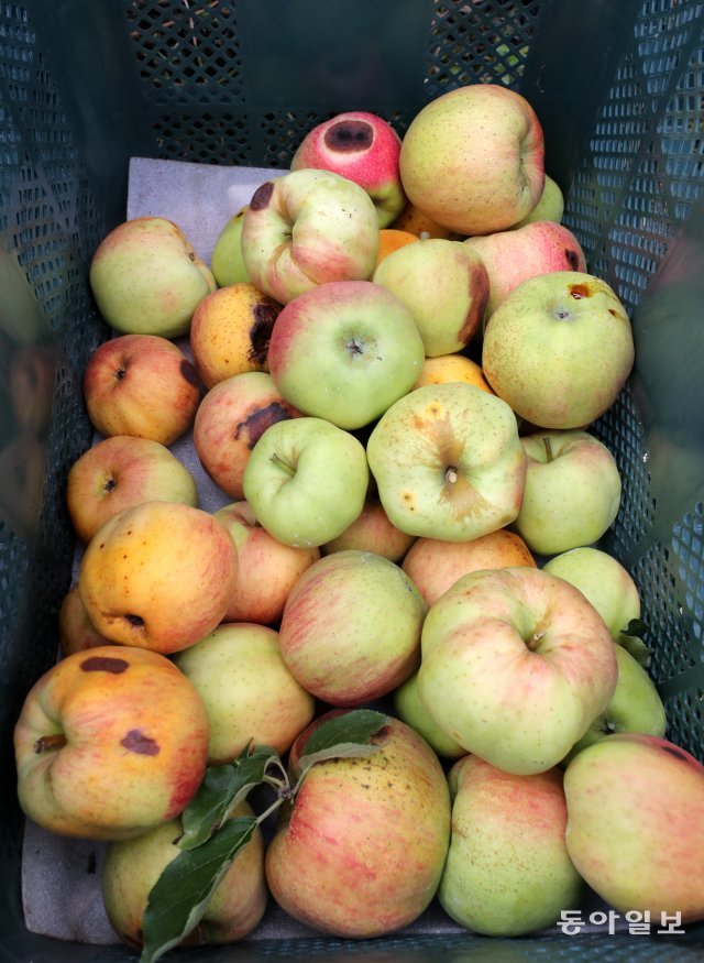 포천 사과 농가
16일 오전 포천 일동면 기산리 사과농가 관계자가 폭염에 의해 훼손된 사과를 따고 있다. 포천=장승윤기자 tomato99@donga.com