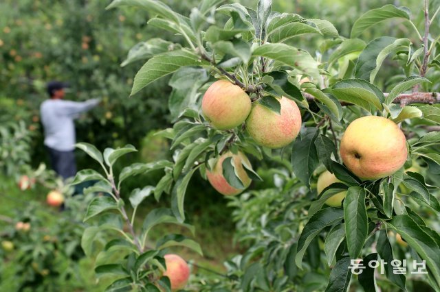 포천 사과 농가
16일 오전 포천 일동면 기산리 사과농가 관계자가 폭염에 의해 훼손된 사과를 따고 있다. 포천=장승윤기자 tomato99@donga.com