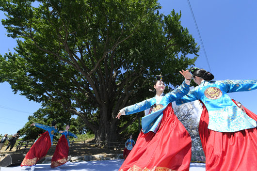 17일 인천 강화군 볼음도 은행나무 앞에서 열린 ‘부부 은행나무 제례’. 문화재청 제공