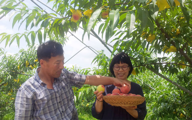 노상현 씨(왼쪽)의 복숭아는 지난달 수확이 끝났다. 노 씨는 복숭아 외에 체리도 친환경적으로 재배하고 있다. 전남도 제공