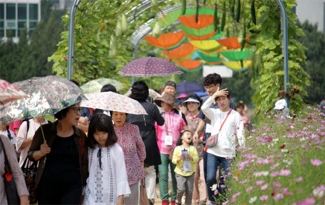 지난해 9월 대구 수성구 대구농업마이스터고 도시농업박람회 행사장을 찾은 시민들이 코스모스 산책길을 걷고 있다. 대구시 제공