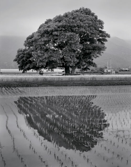 사진작가 오상조가 2010년 촬영한 전남 보성군 회천면 전일리의 당산나무.
갤러리나우 제공