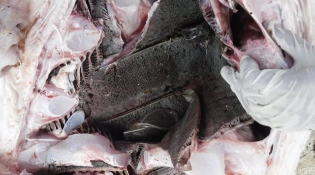 사진=대럴 블랫츨리 페이스북 캡처