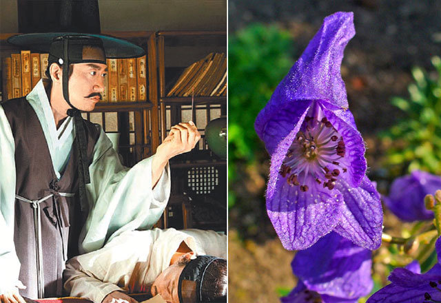 영화 ‘조선명탐정: 각시투구꽃의 비밀’의 한 장면과 각시투구꽃의 실제 모델인 바꽃. 쇼박스·메가박스중앙㈜플러스엠