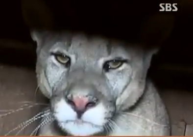 이 사진은 기사와 관련 없음. 사진=sbs 뉴스 캡처