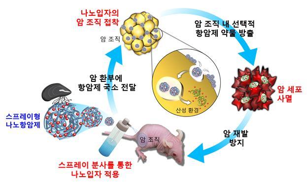 홍합 단백질 기반 항암 초미세입자의 작용기전 모식도.(자료=해양수산부) © News1