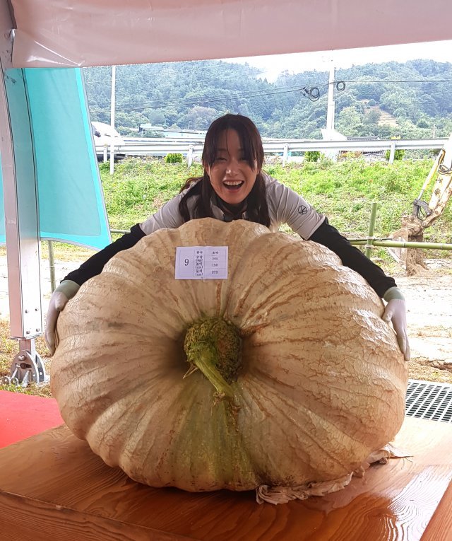 역대 최고 무게(265kg)로 선정된 슈퍼호박_대상 수상작. (농진청 제공) © News1