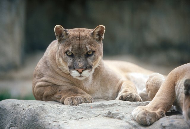서울대공원에서 살고 있는 퓨마 모습.(서울대공원 제공) © News1