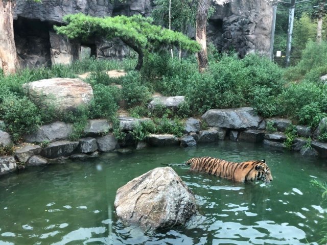 리모델링을 마친 서울대공원의 호랑이 우리 모습.(서울대공원 제공) © News1