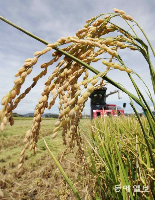 최근 쌀값이 전년보다 30% 이상 오르면서 시중에는 북한에 쌀을 퍼줘 공급이 부족해진 탓이라는 괴담까지 돌고 있다. 하지만 이는 거짓이다. 주원인은 정부가 쌀 매입량을 늘린 뒤 방출을 제때 하지 못한 데다 지난해 쌀 생산량이 크게 줄어든 탓이다. 사진은 지난달 부산 강서구의 한 논에서 촬영한 수확기 벼의 모습이다. 부산=박경모 기자 momo@donga.com