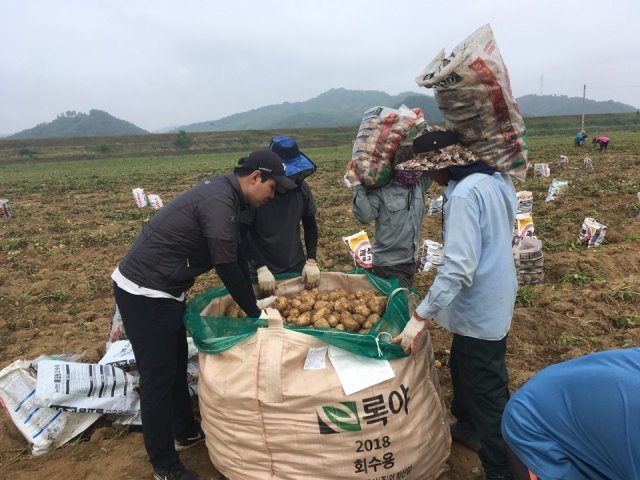 < 농가에서 감자를 수확하는 모습, 출처: 록야 >
