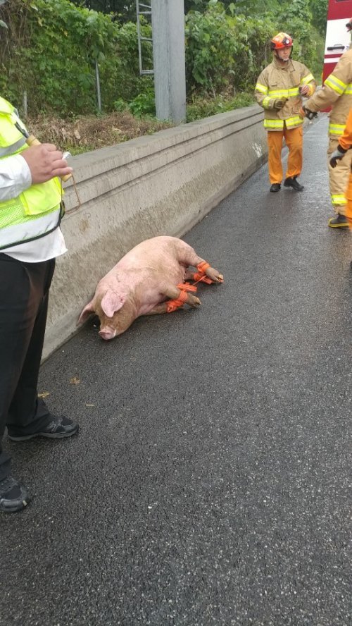 포획된 돼지. (경기도재난안전본부 제공) © News1