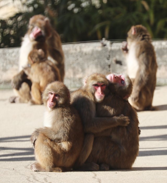 5일 오전 경기도 용인시 처인구 에버랜드 동물원에서 일본 원숭이들이 옹기종기 모여 있다. © News1