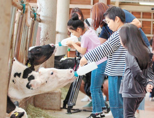 상하목장에서 어린이들이 젖소 우유주기 체험을 하고 있다. 매일유업 제공