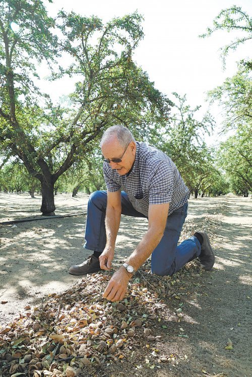 캘리포니아에는 아몬드 농장이 6800여 곳 있다. 이중 90%가 가족 농장으로 운영된다. 데이브 피픈(68·사진)씨도 할아버지 대부터 3대째 내려오는 가족 농장의 일원이다.