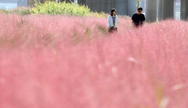서울 구로구 구일역 인근 안양천 둔치에서 시민들이 핑크뮬리 꽃밭길을 걸으며 가을정취를 만끽하고 있다. © News1