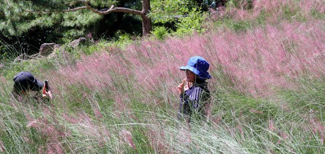제주 서귀포시 남원읍 휴애리 자연생활공원에을 찾은 관광객들이 분홍빛으로 물들어가는 핑크뮬리 사이에서 사진을 찍으며 즐거운 시간을 보내고 있다.© News1