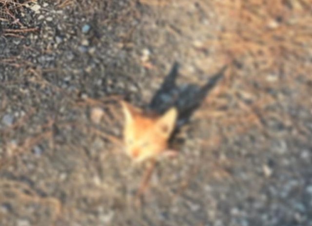 훼손된 고양이 얼굴.(사진 신고자 A씨 제공)© News1