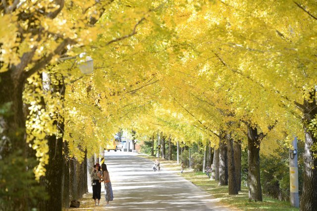 가을이 점차 깊어가는 24일 경남 거창군 거창읍 의동마을 은행나무길이 노랗게 물들어 있다.(거창군 제공) 2018.10.24/뉴스1