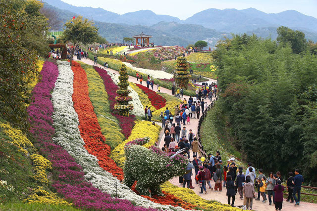 ‘2018 화순 국화향연’이 26일부터 다음 달 11일까지 전남 화순군 화순읍 남산공원 일대에서 펼쳐진다. 지난해 축제는 48만3600명이 다녀갔다. 화순군 제공