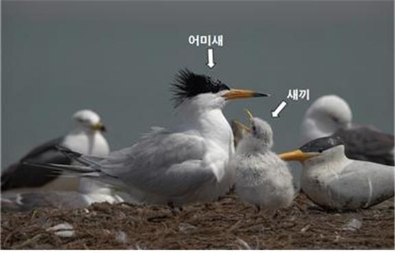 국제적 멸종위기인 뿔제비갈매기 어미새와 새끼.(국립생태원 제공) © News1