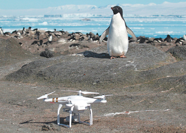 드론 “널 찾으러 왔다” 남극 아델리펭귄 앞에 서 있는 드론. 촬영 장비와 영상에서 자동으로 펭귄 개체수를 분석할 수 있는 프로그램을 결합해 올해 3월 처음으로 무리 전체의 개체수 파악에 성공했다. 스토니브룩대 제공
