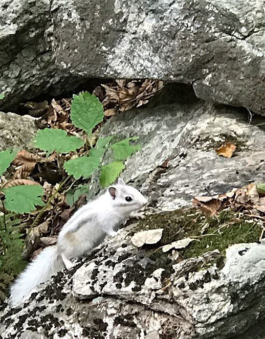 지난 9월 25일 강원도 설악산국립공원 설악폭포 부근에서 발견된 흰 다람쥐. © News1