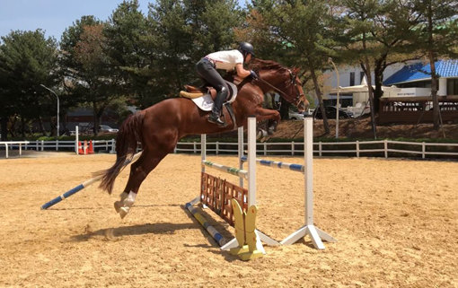 국산 어린 말 승마대회에 출전 예정인 희망이.
