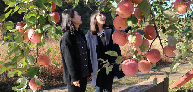 충북 영동군 심천면 단전리에 있는 국내 첫 부사(사과) 재배지에 있는 원조 부사 나무에 사과가 주렁주렁 달려 있다. 영동군 제공