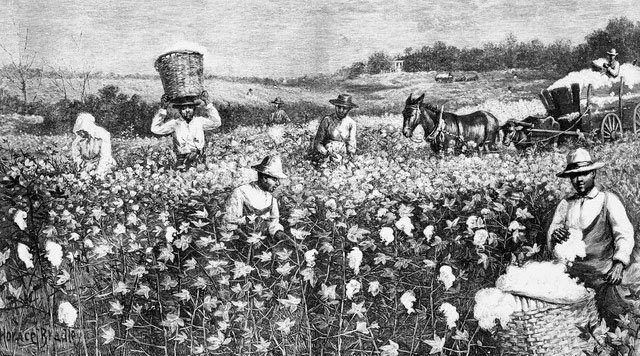 1730년대 미국 사우스캐롤라이나 농장에서 목화를 따고 있는 흑인 노예들. 사진 출처 위키피디아