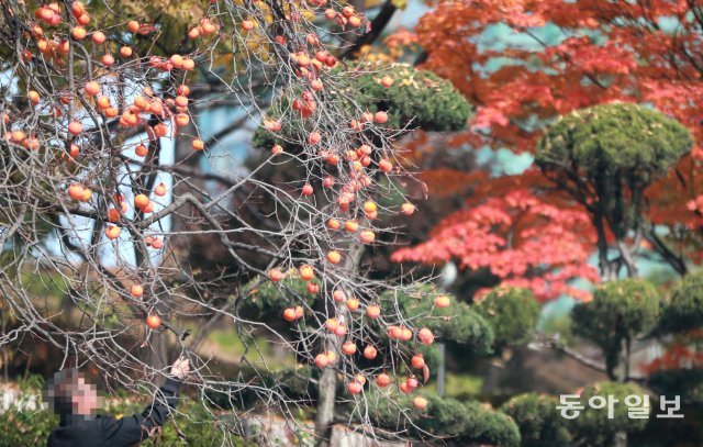 서울 서초구 서리풀공원 부근 감나무에 달린 감을 시민들이 나뭇가지를 이용해 따고 있다.