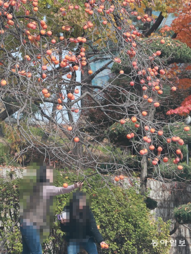 서울 서초구 서리풀공원 부근 감나무에 달린 감을 시민들이 나뭇가지를 이용해 따고 있다.