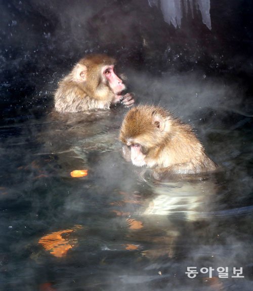 떨어진 먹이를 주우러 물에 들어간 원숭이. 동아일보DB