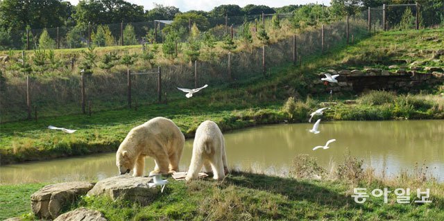 야생과 가까운 모습의 자연환경을 가진 프로젝트 폴러에서 북극곰 두 마리가 고기를 먹고 있다. 동커스터=서형석 기자 skytree08@donga.com