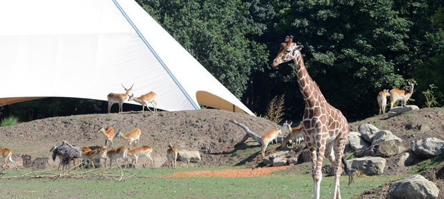 요크셔 야생동물공원(YWP)에서 한가로이 시간을 보내고 있는 기린과 타조 등 야생동물들. 요크셔 야생동물공원 제공﻿