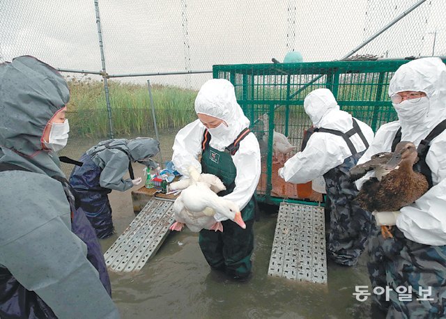 10월 23일 경기 김포시 하성면 철책에 설치된 AI감시망에서 환경과학원 연구원들이 철새와 오리의 시료를 채취하고 있다. 동아일보DB