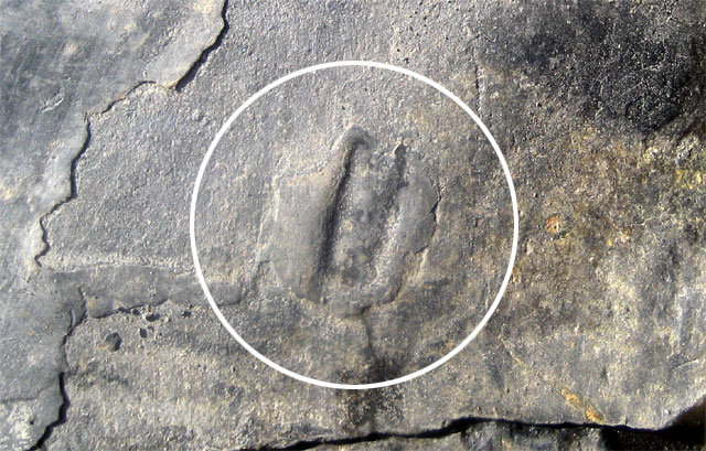 진주에서 발견된 새로운 공룡발자국은 길이가 1㎝에 두 발가락만 찍혀 있다. ‘랩터’라고 불리는 드로마에오사우루스 류의 대표적 특징이다. 김경수 교수 제공
