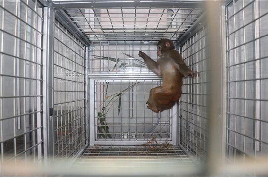 이달 6일 한국생명공학연구원 영장류자원지원센터(센터장 김지수) 준공식날 우리에서 탈출한 원숭이가 2주만에 발견돼 안전하게 구조됐다. 이송중인 원숭이.© News1