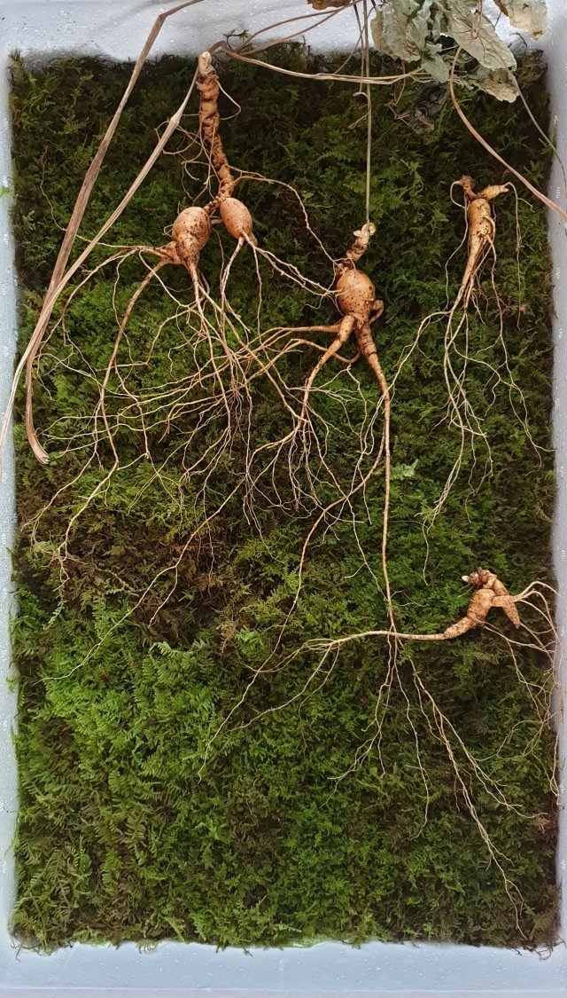 화순 모후산에서 발견된 천종 산삼.(한국전통심마니협회 제공)/뉴스1 © News1