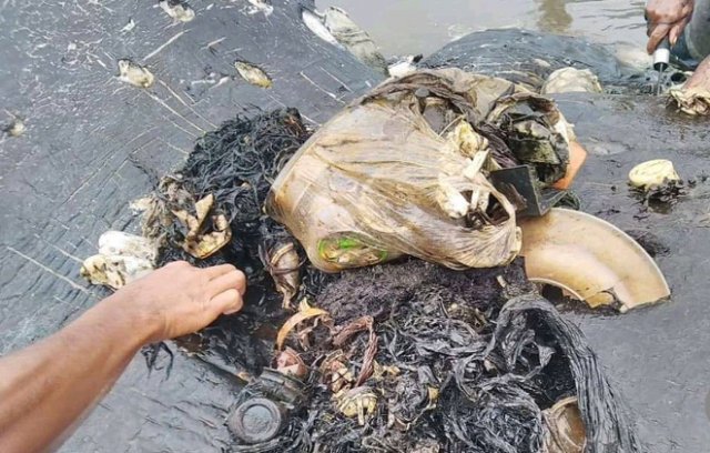 죽은 고래의 위장에서 나온  플라스틱 쓰레기 - WWF 트위터 갈무리