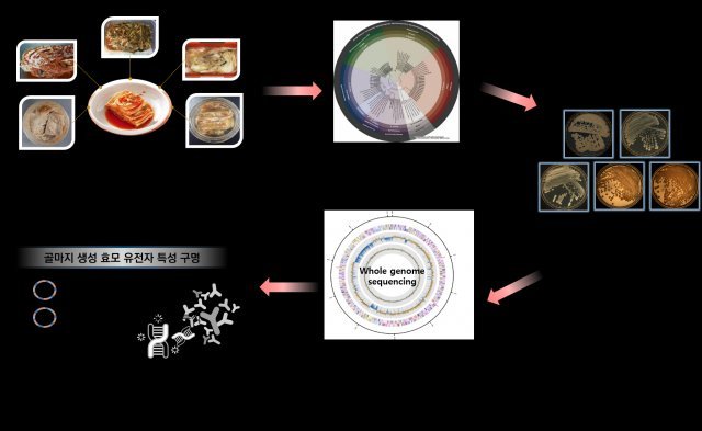 김치 표면 흰색막 ‘골마지’의 정체는 © News1