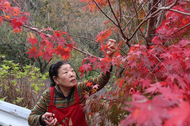 빨갛게 물든 단풍잎을 따는 니시카게 할머니 81세. 도쿠시마=서영아 특파원 sya@donga.com