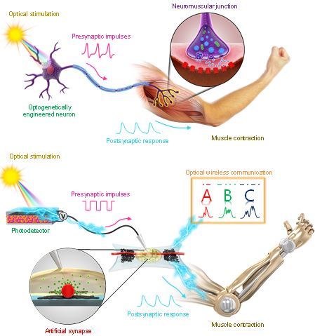 생물체의 신경(위)과 인공 신경(아래)의 비교.(서울대 제공)