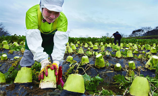 인산가 직원이 무엿을 만들기 위해 밭에서 직접 무를 수확하고 있다.
