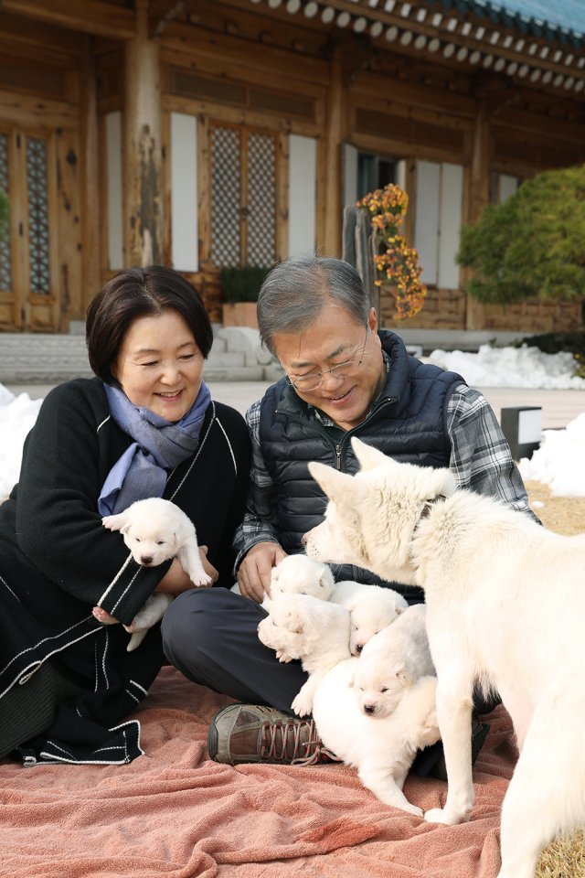 문재인 대통령과 부인 김정숙 여사가 25일 청와대 관저 앞마당에서 풍산개 ‘곰이’의 새끼 6마리를 살피고 있다. ‘곰이’는 김정은 북한 국무위원장 부부가 지난 9월 평양 남북정상회담 때 선물했다.(청와대 제공)