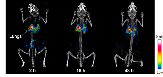 기도를 통해 노출 된 미세먼지 표준물질 영상(원자력연 제공) © News1